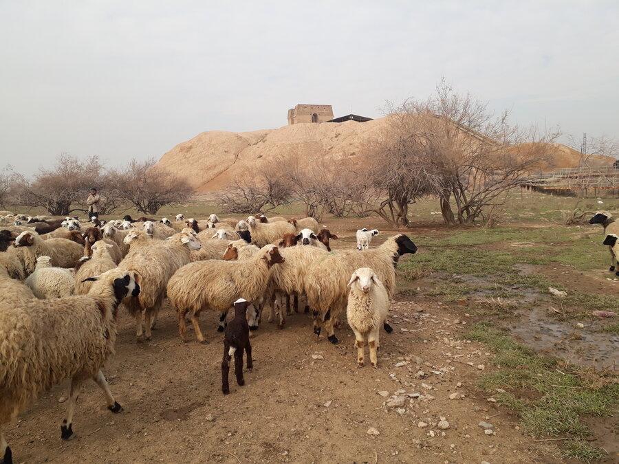 چوپان ها در بنای دوره ساسانی گوسفندها را چرا میکنند
