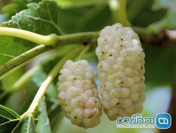 میوه ای بهاری برای تقویت ریه ها میوه ای بهاری برای تقویت ریه ها