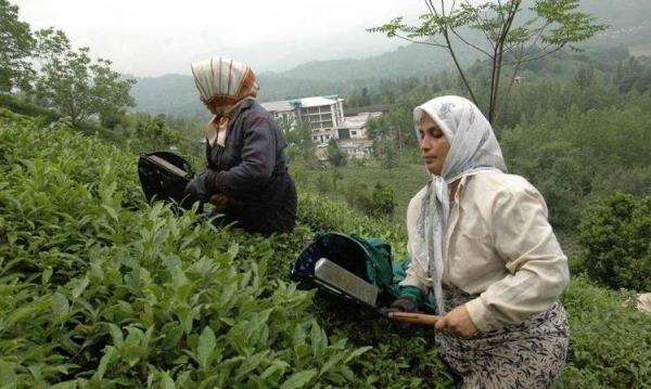 پرداخت 83 درصدی مطالبات چایکاران شمال کشور