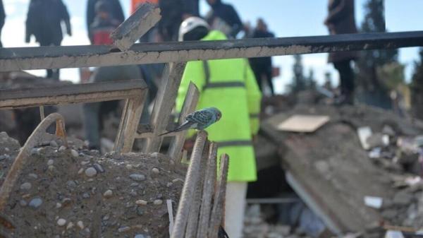 تصاویر ، گورستان خودروهای نابود شده در زلزله ترکیه ، صاحبانشان آنها را برای فروش آگهی نموده اند